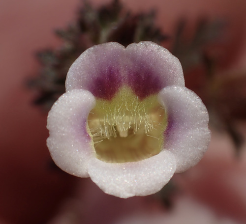 Limnophila ceratophylloides image