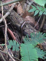 Copeoglossum