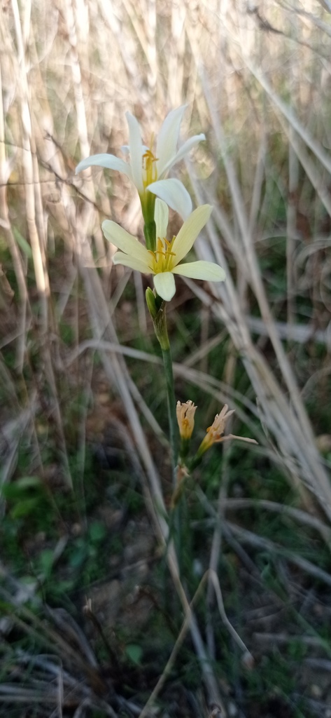 Narcissus × alentejanus