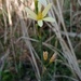 Narcissus × alentejanus - Photo (c) Figueras JA, algunos derechos reservados (CC BY-NC), subido por Figueras JA