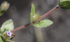 Hygrophila abyssinica image