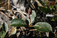 Salix reticulata