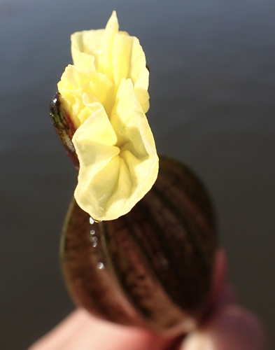 Image of Ottelia ulvifolia by (c) National Geographic Okavango Wilderness Project, some rights reserved (CC BY)