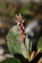 Salix reticulata