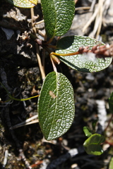 Salix reticulata