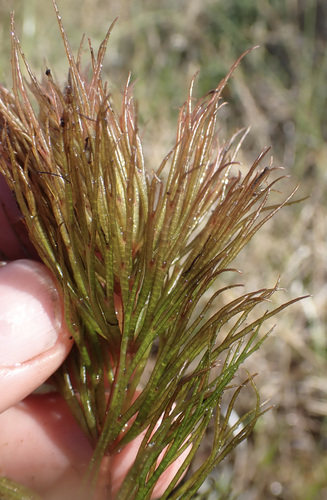 Ceratophyllum muricatum image