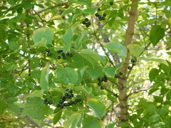 Smilax tamnoides