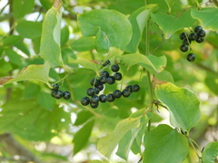 Smilax tamnoides