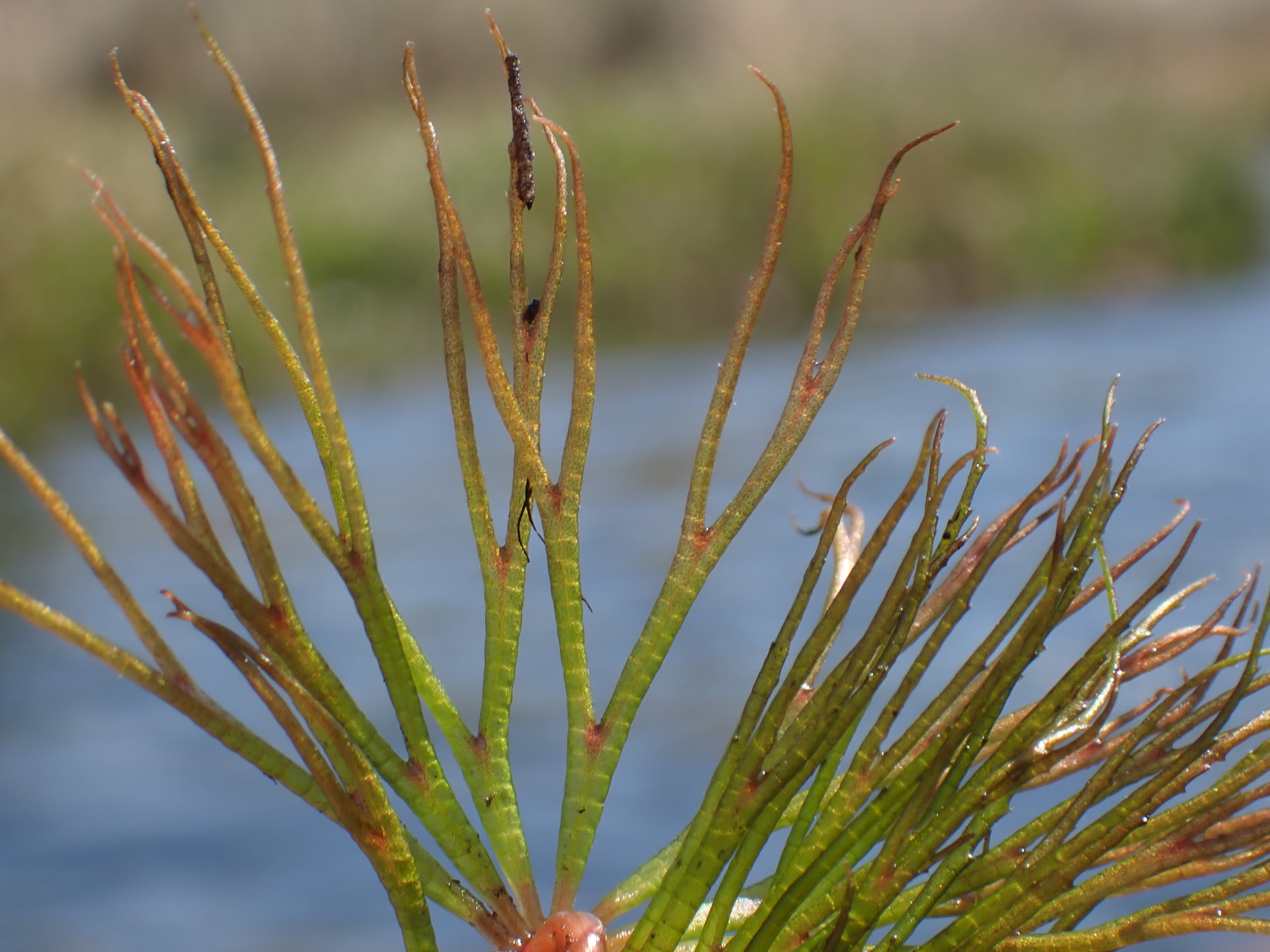 Ceratophyllum muricatum