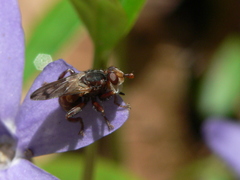 Myopa vicaria