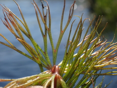 Ceratophyllum muricatum image