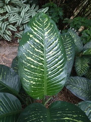 Dieffenbachia