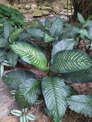 Dieffenbachia