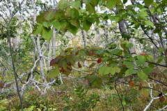 Prunus sargentii