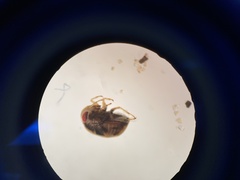 Neoplea
