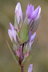 Gentianella anisodonta