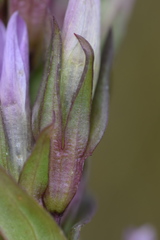 Gentianella anisodonta