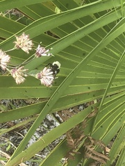 Bombus impatiens image