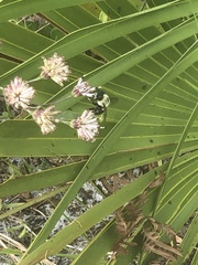 Bombus impatiens image