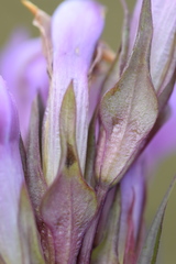 Gentianella anisodonta