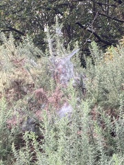 Tetranychus lintearius