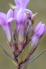 Gentianella anisodonta