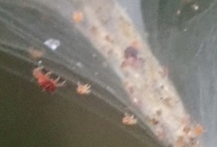 Tetranychus lintearius