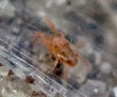 Tetranychus lintearius