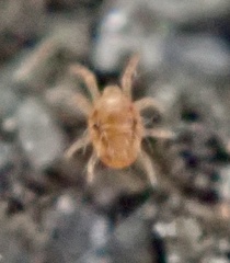 Tetranychus lintearius