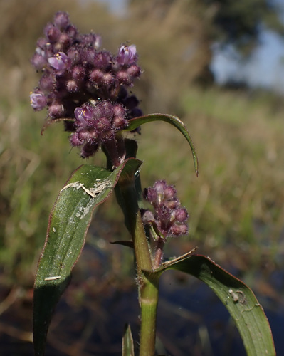 Floscopa glomerata (Floscopa glomerata)