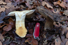Glaucopodes