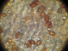 Glaucopodes