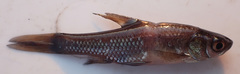 Enteromius paludinosus