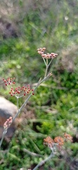 Foeniculum sanguineum