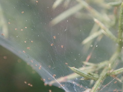 Tetranychus lintearius