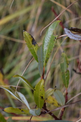 Salix glabra