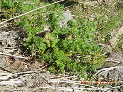 Lomatium grayi