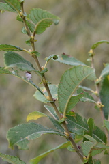 Salix appendiculata