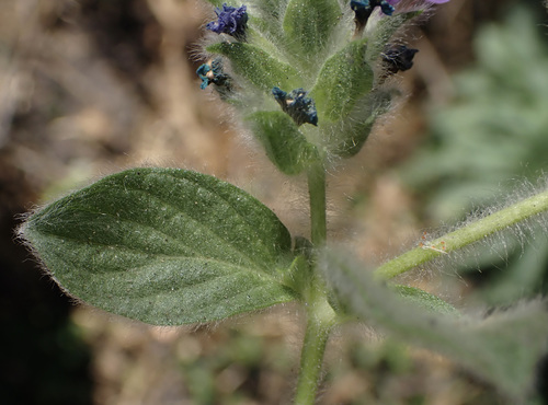 Blue pussyleaf