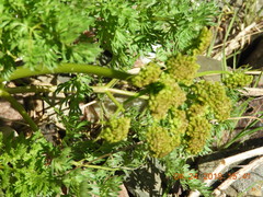 Lomatium grayi