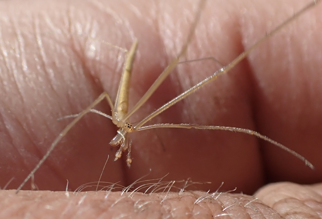 Tetragnatha isidis