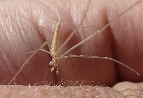 Tetragnatha isidis