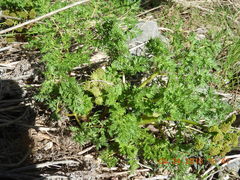 Lomatium grayi
