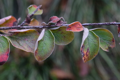 Cotoneaster tomentosus