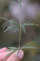 Galium laevigatum