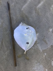 Selene setapinnis