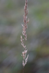 Calamagrostis varia