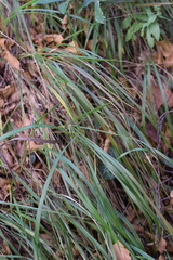Calamagrostis varia