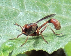 Physocephala marginata