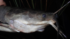 Clarias ngamensis